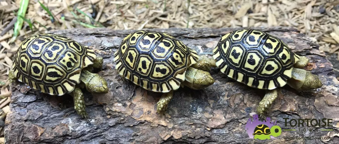 Here come the most Extra of turtles and tortoises