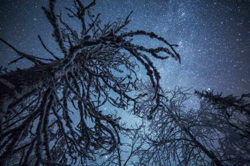 tiinatormanenphotography:Trees. 14th Dec 2015.  Taivalkoski, Finland. by Tiina Tö