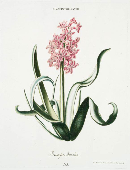 Georg Dionysius Ehret, Hyacinths from “Hortvs, nitidissimis omnem per annvm svperbiens floribvs”, 17