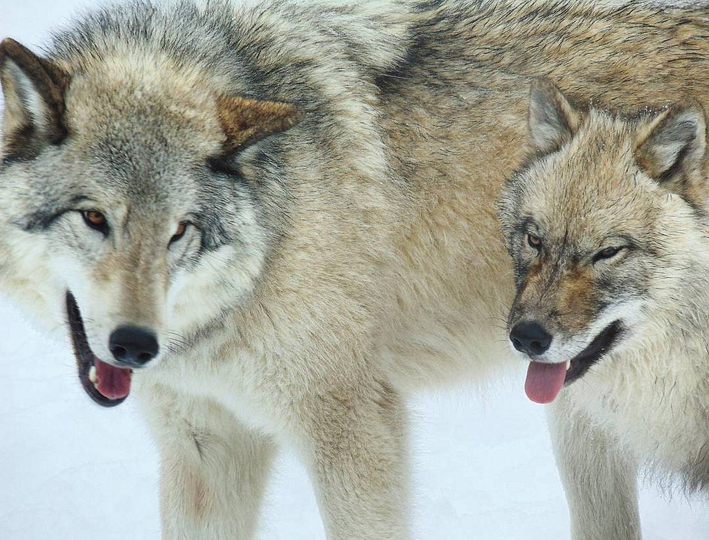 w-o-l-f–g-i-r-l:  Canadian Wolf by  Arnault Laville 