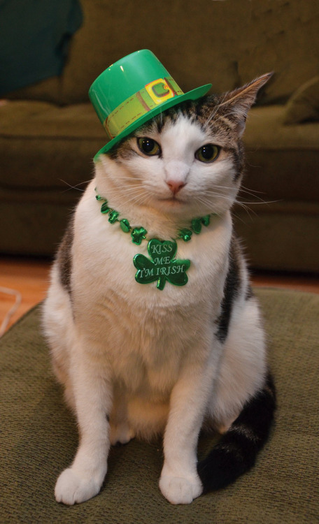 Riley - St. Patrick&rsquo;s Day (by casualslack)