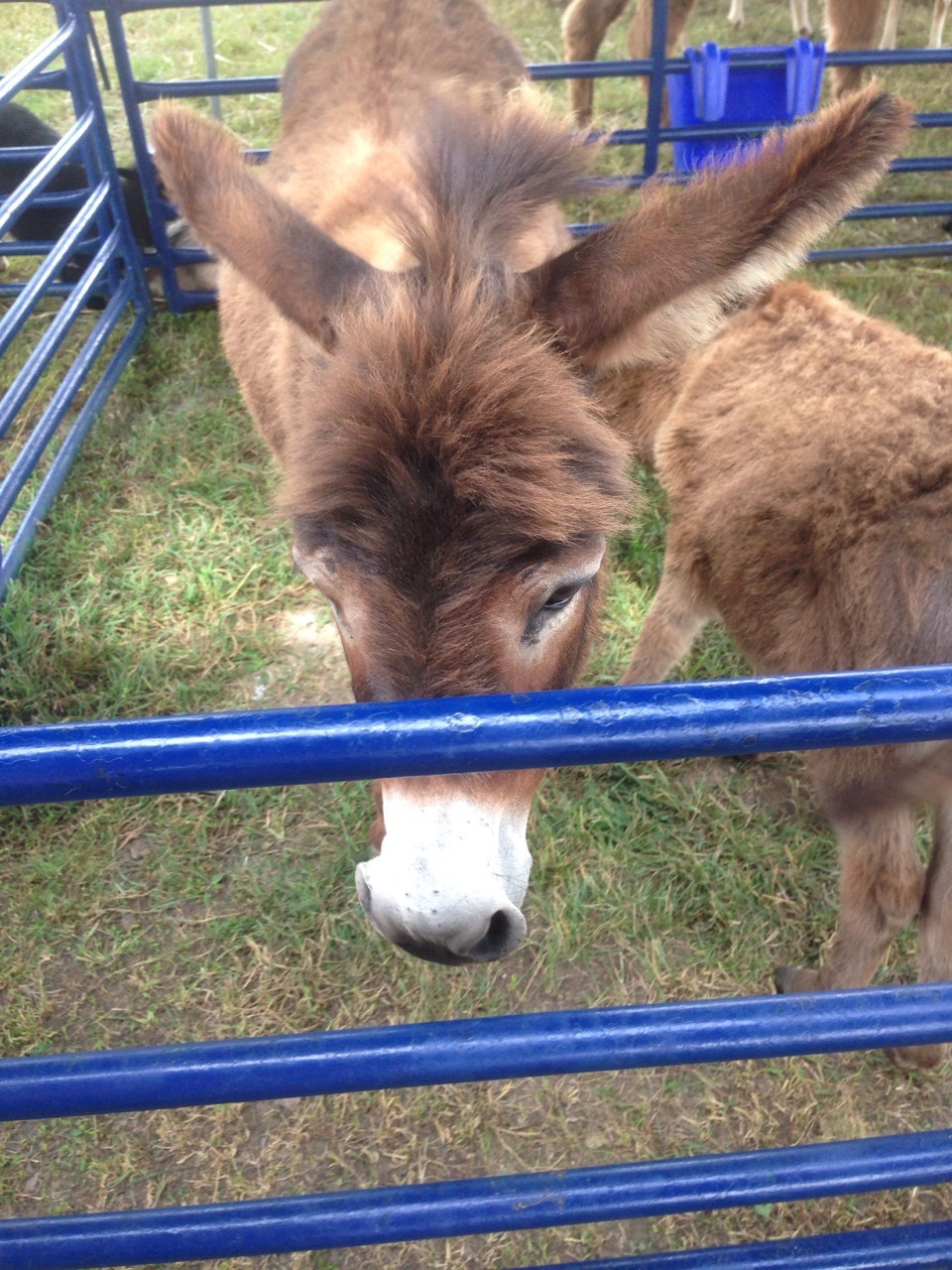 hi!! so yesterday I went to my town fair and I&rsquo;m still really excited (lame