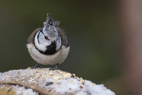 European Crested Tit (Lophophanes cristatus) &gt;&gt;by Jyrki Salmi 