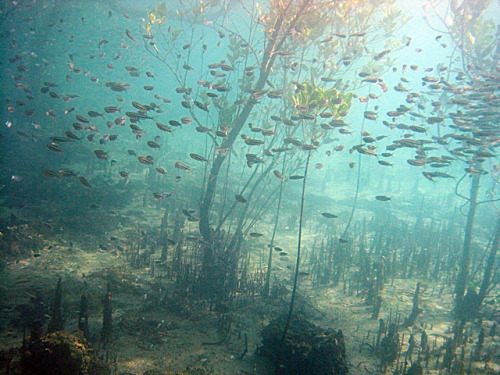 Small fry in mangroves by kibuyu