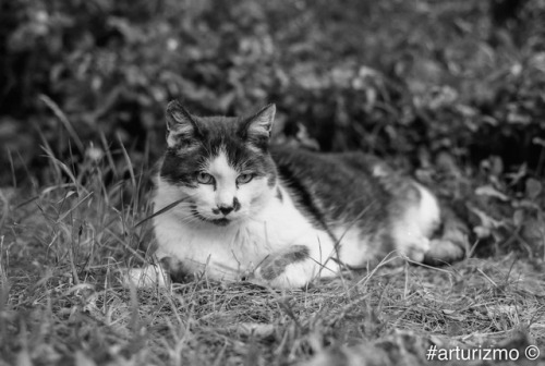 boschintegral:arturizmo:Black and white cat@mostlycatsmostly