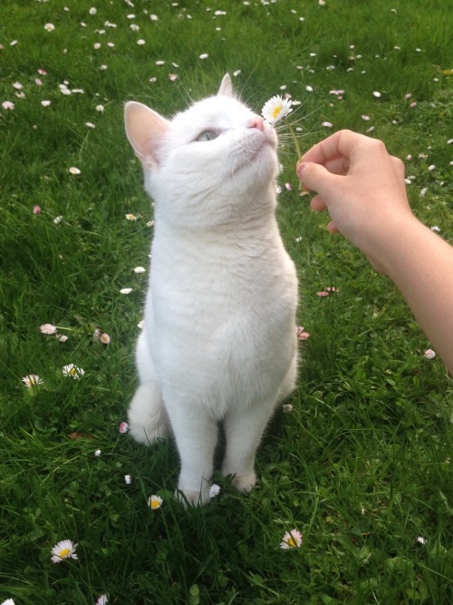 XXX neqx:gave my cat a flower 2day photo