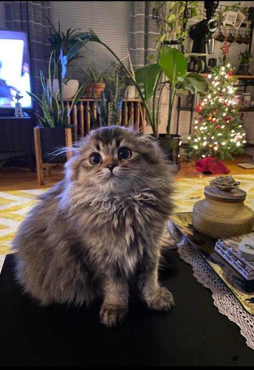 everythingfox: “Rosie looking all cute right after she got caught unwrapping all the gifts und