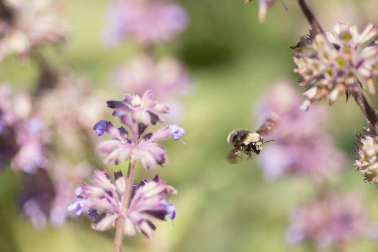 lobo-de-luna:  bee therapy 