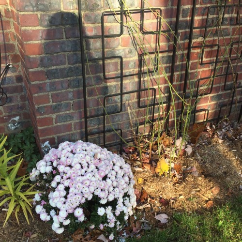 mtphrclly:i ordered white mums but now they’re purple and it’s lovely