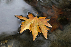 beautifuldreamtrips:leaf in water by vasko911