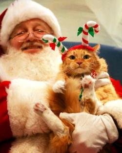 teratomarty:  unimpressedcats:  who is this fat man and why is he holding me?  Kitty killed Santa. 