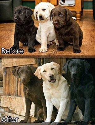 niggaimdeadass:  my heart is going to explode omg  the middle one is the poppin