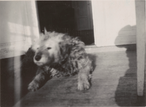 nobrashfestivity:Edvard Munch’s dog, Fips