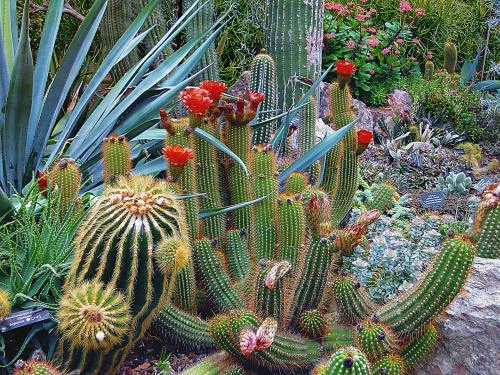 tangledwing:Cactus garden.