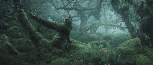 itscolossal:Enchanting Photographs of a Misty English Wood by Neil Burnell