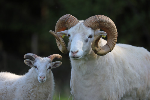 Gute sheep/gutefår, an old Swedish breed. The Gute is horned in both rams and ewes. Värmland, Sweden