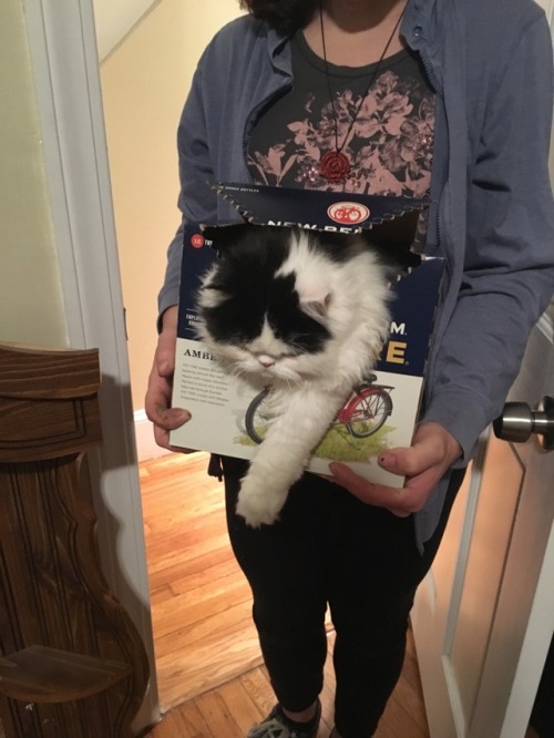 coolcatgroup: cutiemancer: buttart: Dumbass loves tiny boxes, surprising no one Hello Fat Tire, I lo