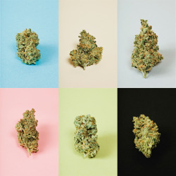 benjaminrasmussen:  Marijuana portraits shot for CNN. Denver, CO (2013)