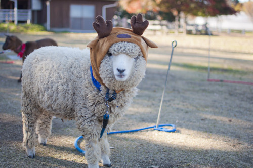 wanderthewood:  Sheep dressed like a reindeer - Shibukawa, Gunma, Japan by hyas_private