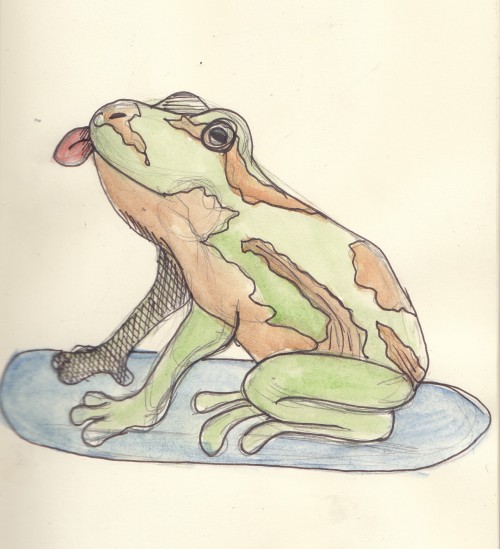 REBLOG THE FROG 