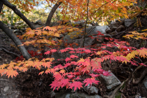 Autumn colors in Bukhansan National Park.