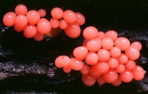 mothslut:foxesandfungus:pink slime moldnature’s jelly beans