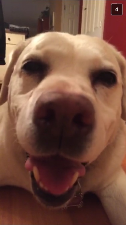 pagingme:  I love close ups on my dogs face