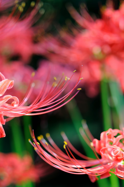 studioview:曼珠沙華… by Kazuo IchikawaVia Flickr:Spider lilies at Tokyo, Japan.