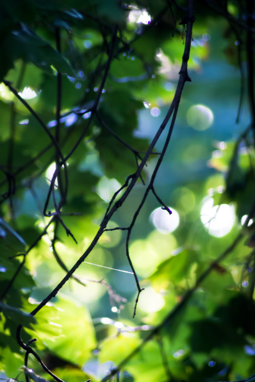 bluelunaphotography: magic after a rain 