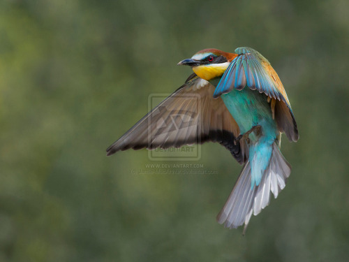 European Bee-eater- taking to the air by Jamie-MacArthur