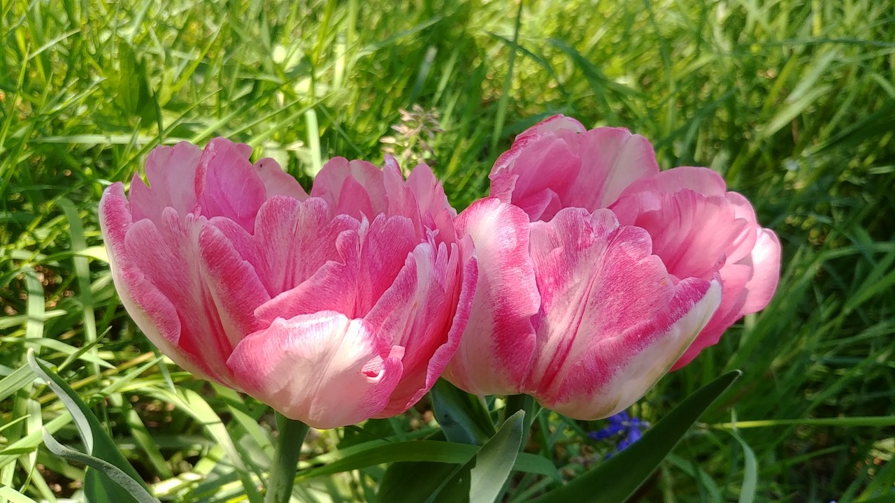 Garden tulips, April 2021 #garden tulip#flowers#flower