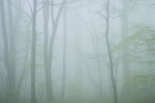 expressions-of-nature:Adygea Mists by I Can Win