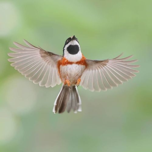 fine-tevinter-wines: awesome-picz: This Bird Is Called The Black-Throated Bushtit And Yes, You Read 