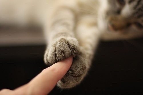 fluffytherapy:  Kitty paw appreciation post.  FURRY FRIDAY