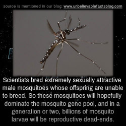 artisticautistic: thetapunk:   theclockworkcrow:  darkenedgamr:  unbelievable-facts:  Scientists bred extremely sexually attractive male mosquitoes whose offspring are unable to breed. So these mosquitoes will hopefully dominate the mosquito gene pool,