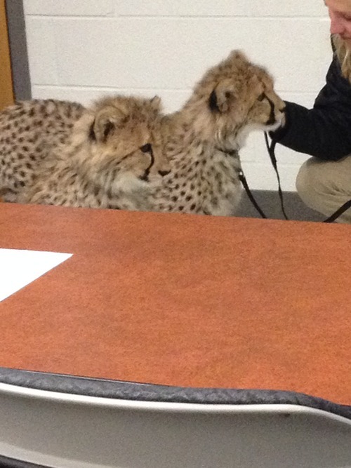 So I'm learning about Cheetah's in my Biology of East Africa class