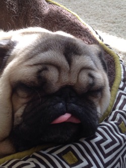 pugsequalsdrugs:  He fell asleep with his tongue out