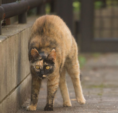 hannah-the-lion: awesome-picz:   Japanese Photographer Documents The Many Faces of Tokyo’s Stray Cats.  @ab-major-nerd i think you’ll appreciate this  