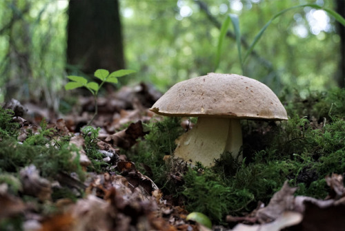 Boletus impolitus - Iodine Bolete by Mike Taylor