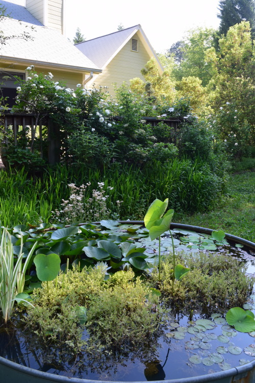 berniewong:Warm weather is here, the garden is bursting with bloom.Oooh love the stock tank / pond!