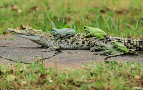 snailsnack:Yes..very good..five froggies just sittin on an alligator..