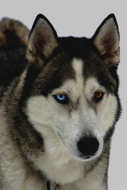 worldfam0us:  Husky in the Snow | by Laurence Bishop 