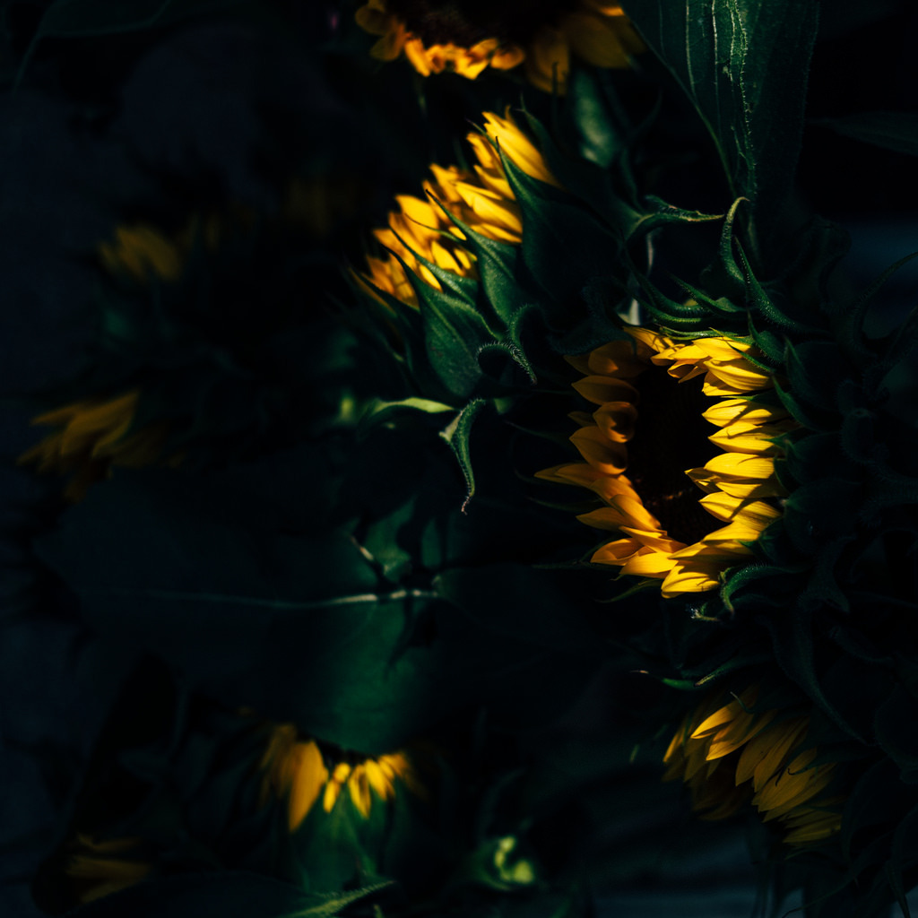 floralls:  sunflowers by Joel Zimmer 