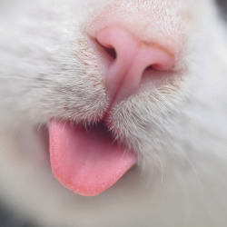 afistfullofglitter:  Kitteh tounge <3