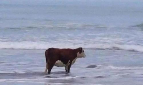 I don’t know what this cow is going through but I can relate.