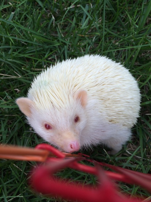 babyanimalposts:  feeling down? you need this baby animal blog in your life!  What? Why don’t I know these critters?