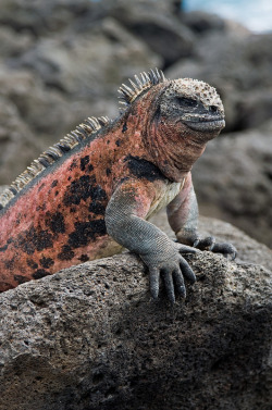 intothegreatunknown:  Marine Iguana | Galapagos,