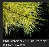 Dragon's Eye Pine