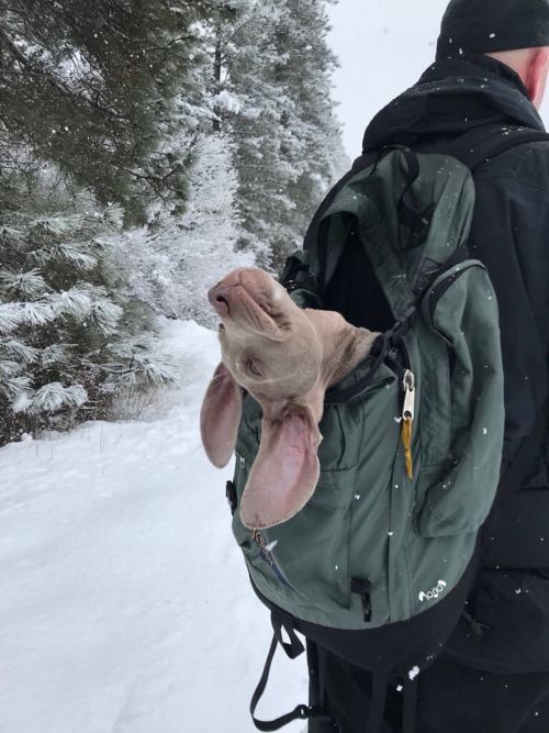 Puppies to the Rescue!