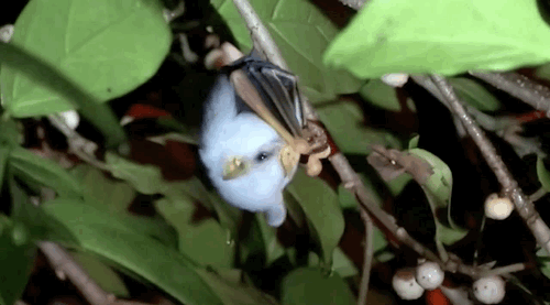 r-evolution-aries: Honduran white bat eating fig